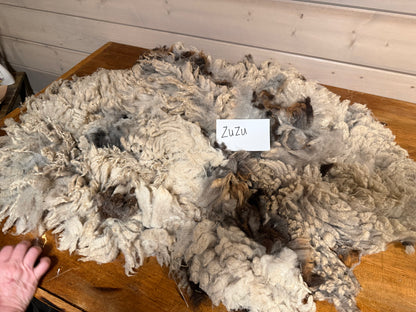 Spring Shearing Raw Fleece-Churro X-ZuZu (2lbs)