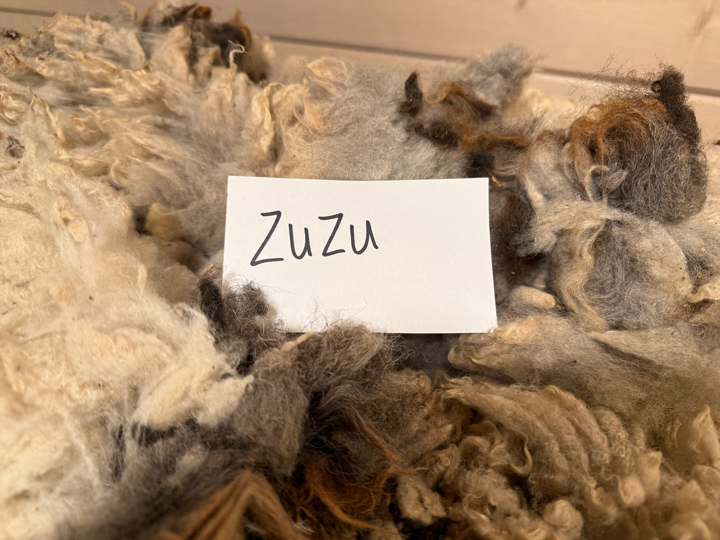 Spring Shearing Raw Fleece-Churro X-ZuZu (2lbs)