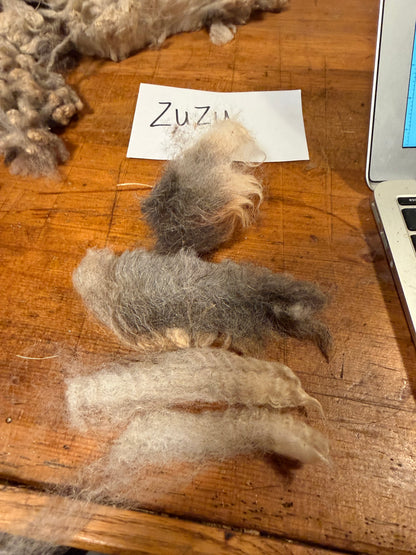 Spring Shearing Raw Fleece-Churro X-ZuZu (2lbs)