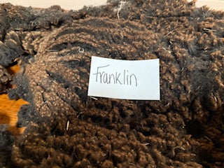 Spring Shearing Raw Babydoll Lamb Fleece -Franklin-(2.75 lbs)