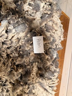 Spring Shearing Raw Finn Cross Lamb Fleece-Robin (1.75lbs)