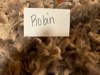 Spring Shearing Raw Finn Cross Lamb Fleece-Robin (1.75lbs)