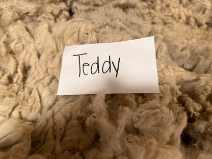 Spring Shearing Raw Babydoll Lamb Fleece -Teddy (2lbs)
