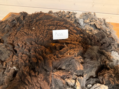Spring Shearing Raw Fleece-Shetland-Rosa (2.5lbs)