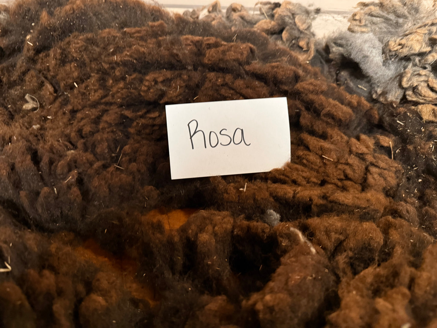 Spring Shearing Raw Fleece-Shetland-Rosa (2.5lbs)