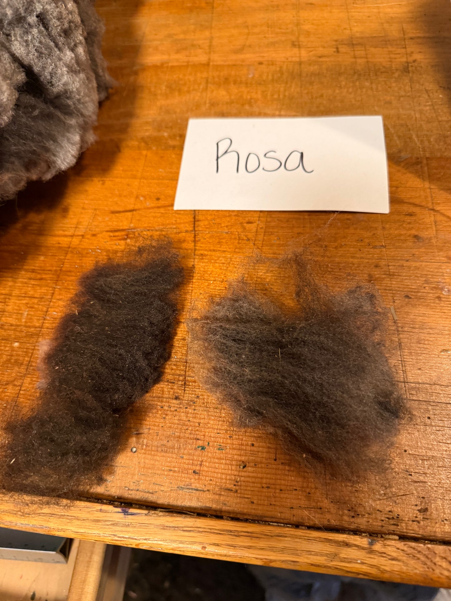 Spring Shearing Raw Fleece-Shetland-Rosa (2.5lbs)