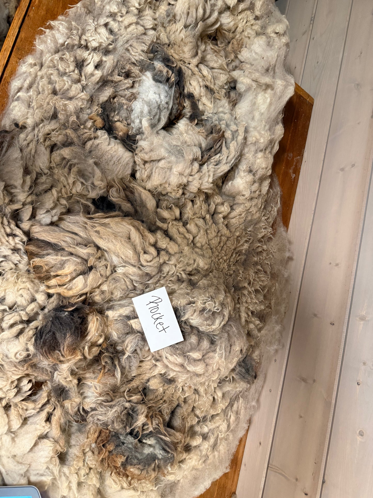 Spring Shearing Raw Fleece-Shetland X-Rocket (3lbs)