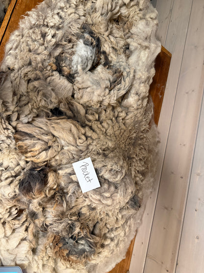 Spring Shearing Raw Fleece-Shetland X-Rocket (3lbs)