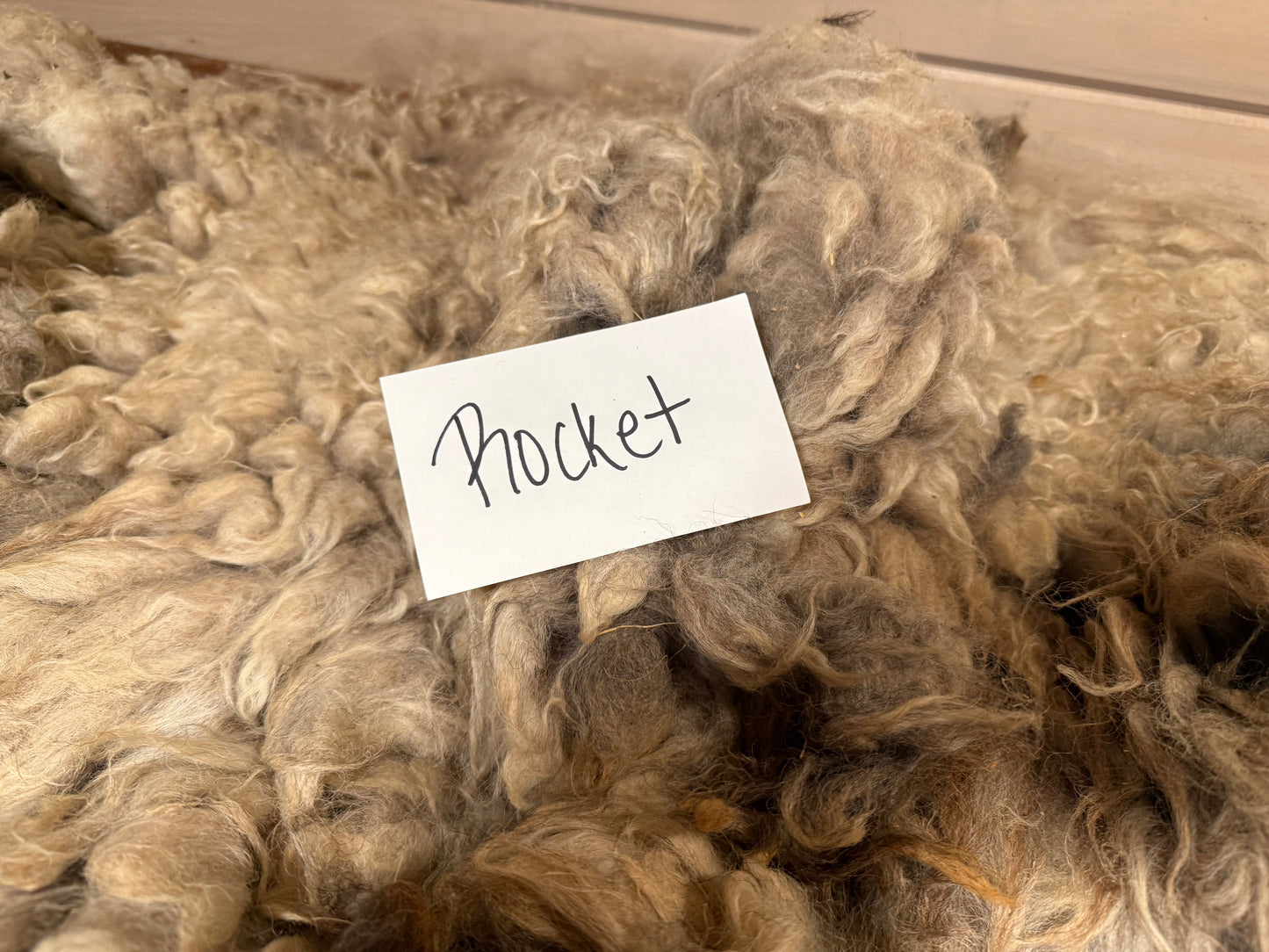 Spring Shearing Raw Fleece-Shetland X-Rocket (3lbs)
