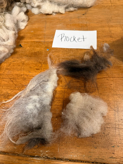 Spring Shearing Raw Fleece-Shetland X-Rocket (3lbs)