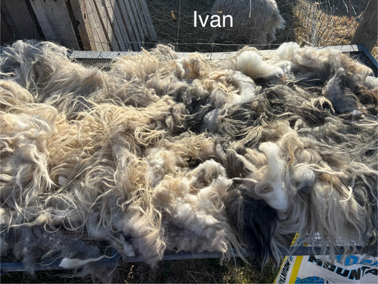 Fall Shearing Raw Icelandic Fleece-Ivan 2 lbs