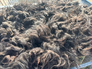 Fall Shearing Raw Finn/Icelandic Cross-Vaughn 1.10 lbs