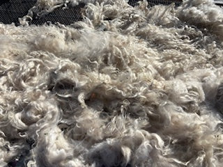 Fall Shearing Raw Pygora Fiber-Huckleberry-1st shearing  .4lb