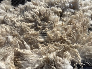 Fall Shearing Raw Pygora Fiber-Custard 1lb