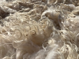 Fall Shearing Raw Pygora Fiber-Murray-1.4lbs