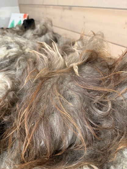 Full Icelandic Fleece (Oden) 2.5 lbs