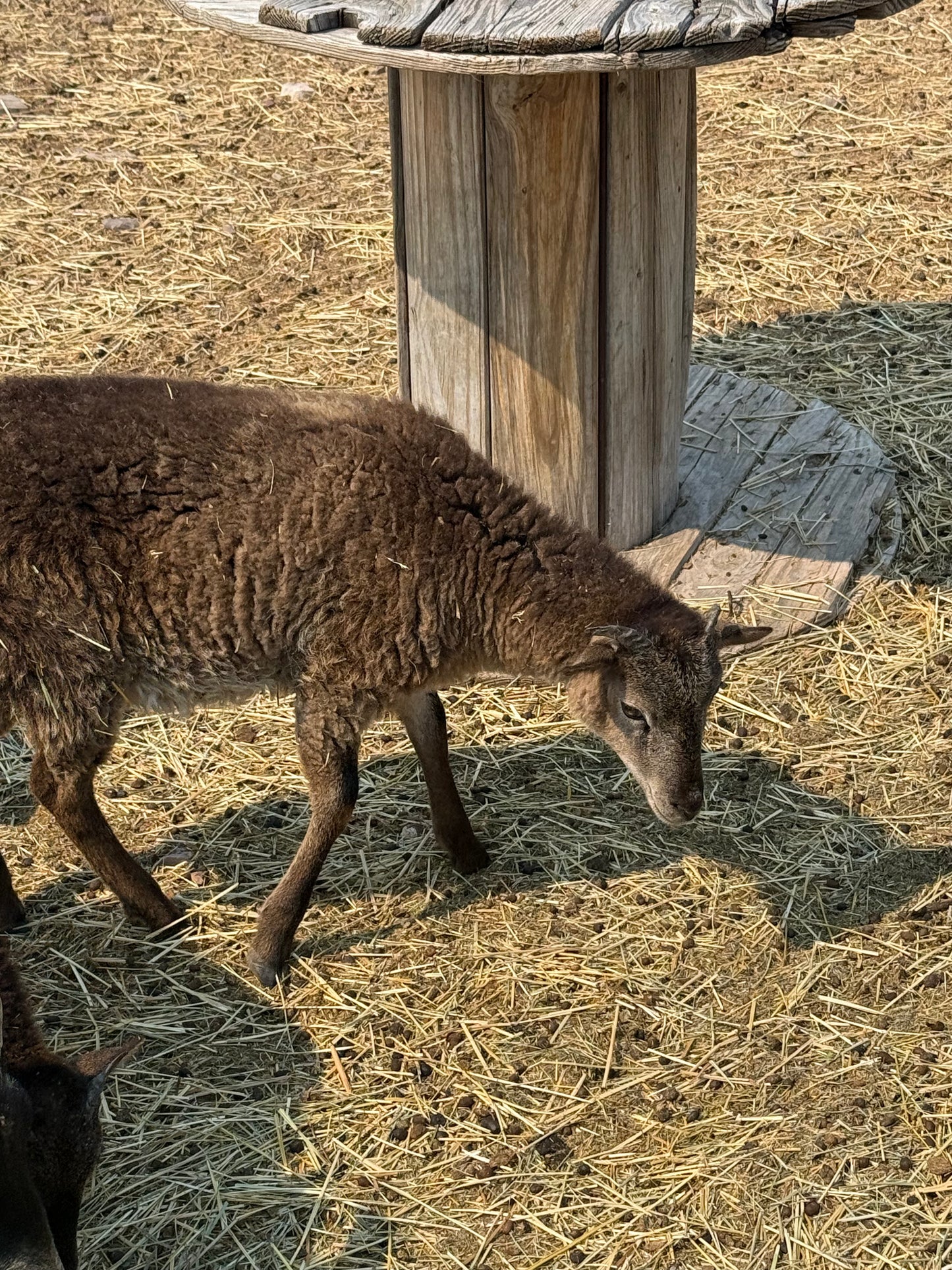 Raw Soay Fiber 1 oz