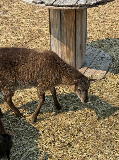 Raw Soay Fiber 1 oz
