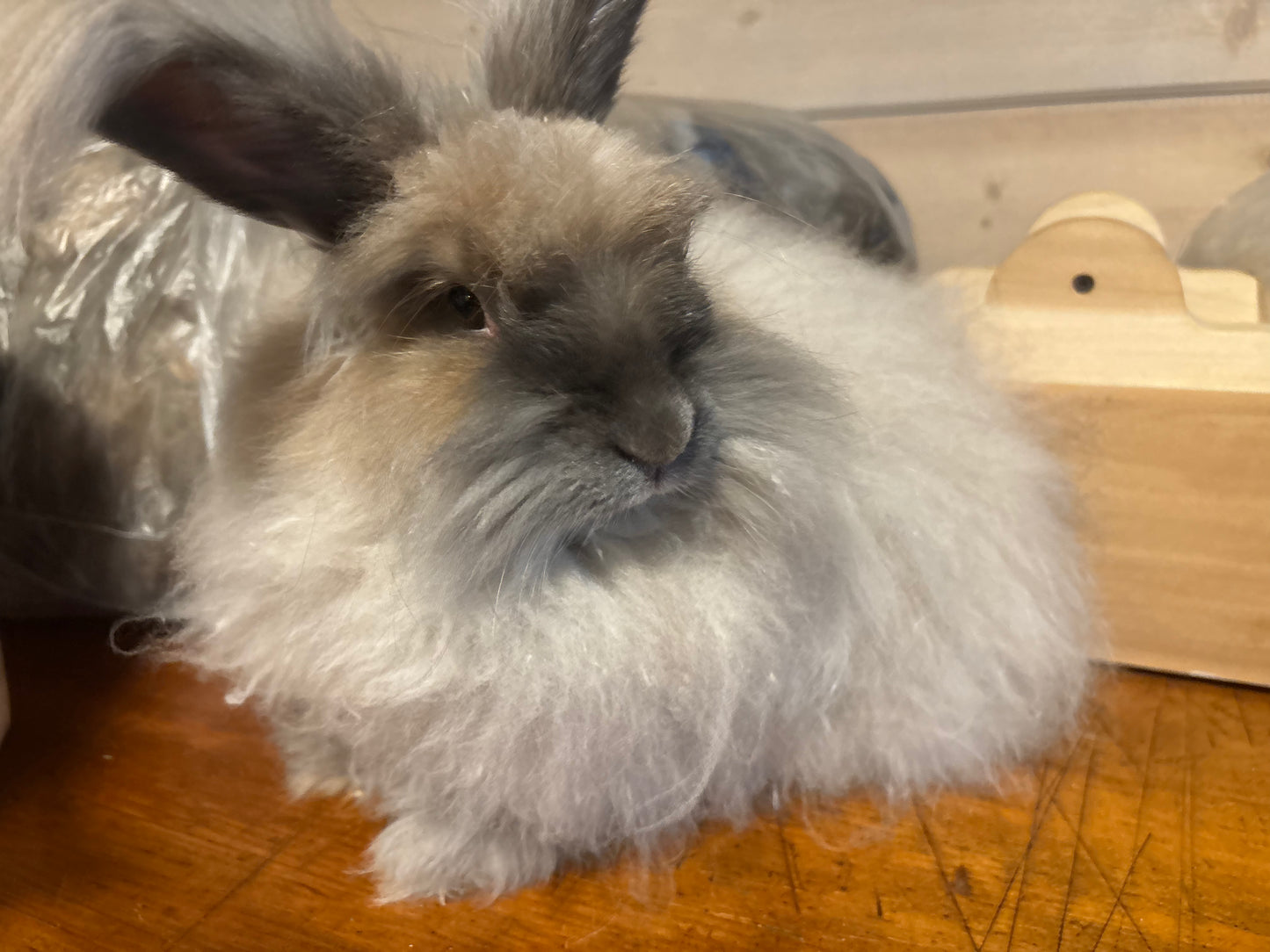 Raw Angora Rabbit Fiber (Dorian)