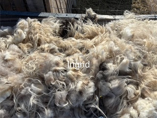 Fall Shearing Raw Icelandic Fleece-Ingrid 1.7lbs