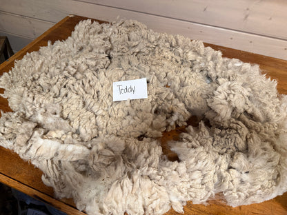 Spring Shearing Raw Babydoll Lamb Fleece -Teddy (2lbs)
