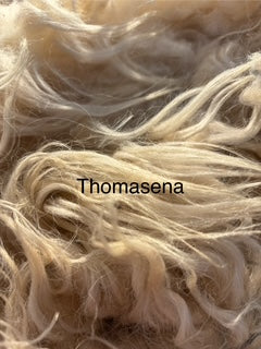 Fall Shearing Raw Icelandic Fleece-Thomasena .9lbs