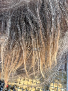 Fall Shearing Raw Icelandic Fleece-Oden 2.6lbs